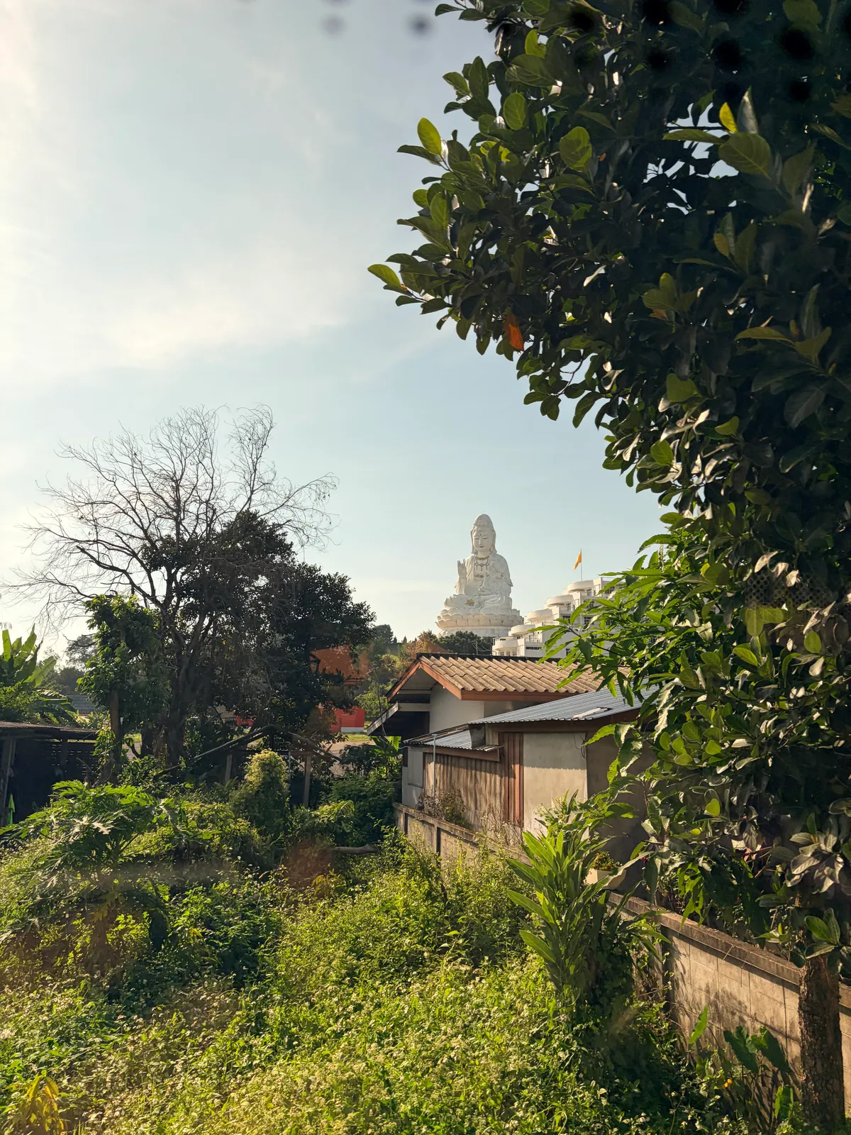 amazing 70+ meter status of buddha